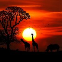 africa-animal-animals-417142