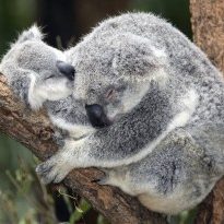 koala